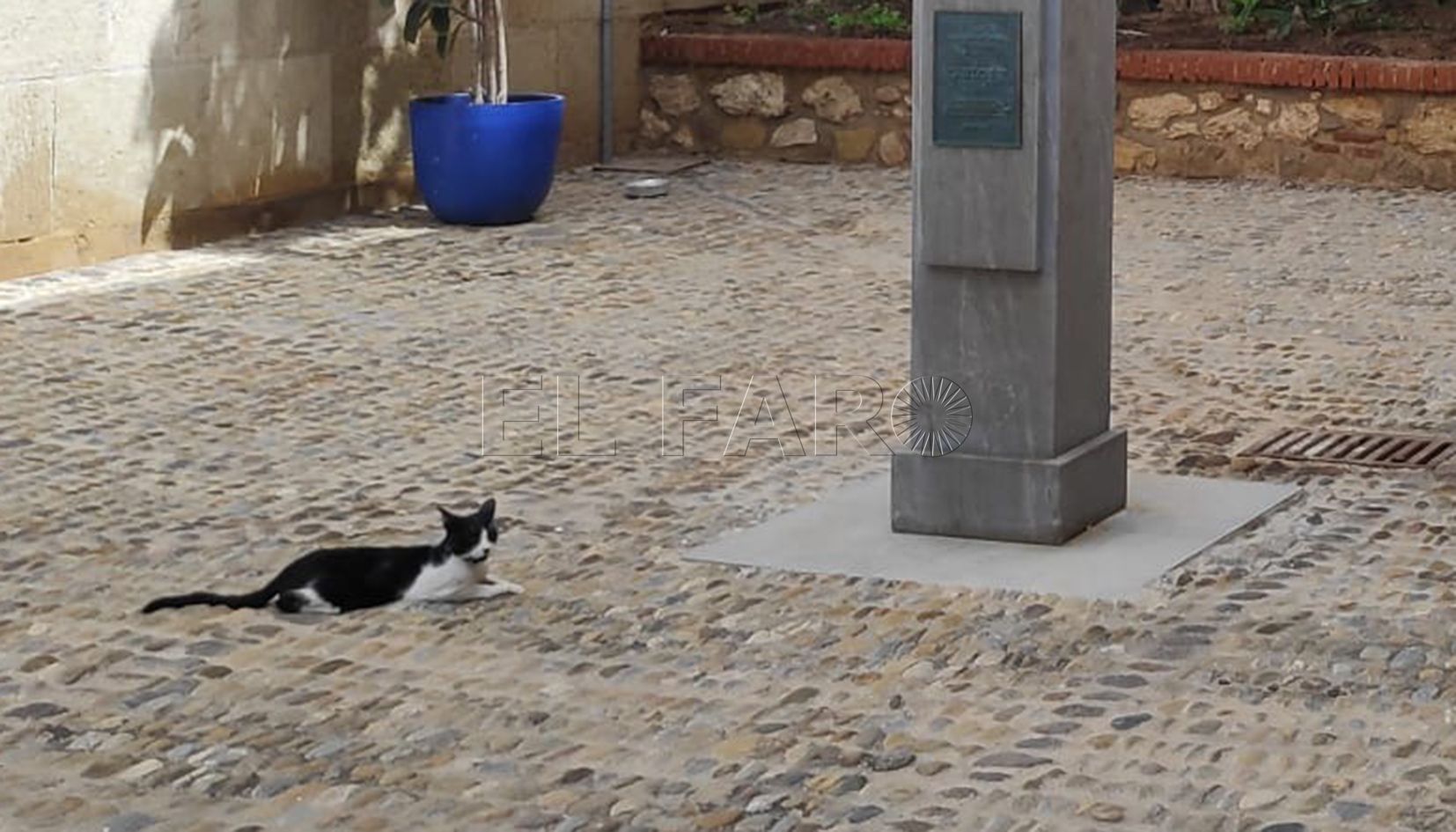 gato Melilla aprueba un plan de captura, esterilización y suelta para las colonias de gatos