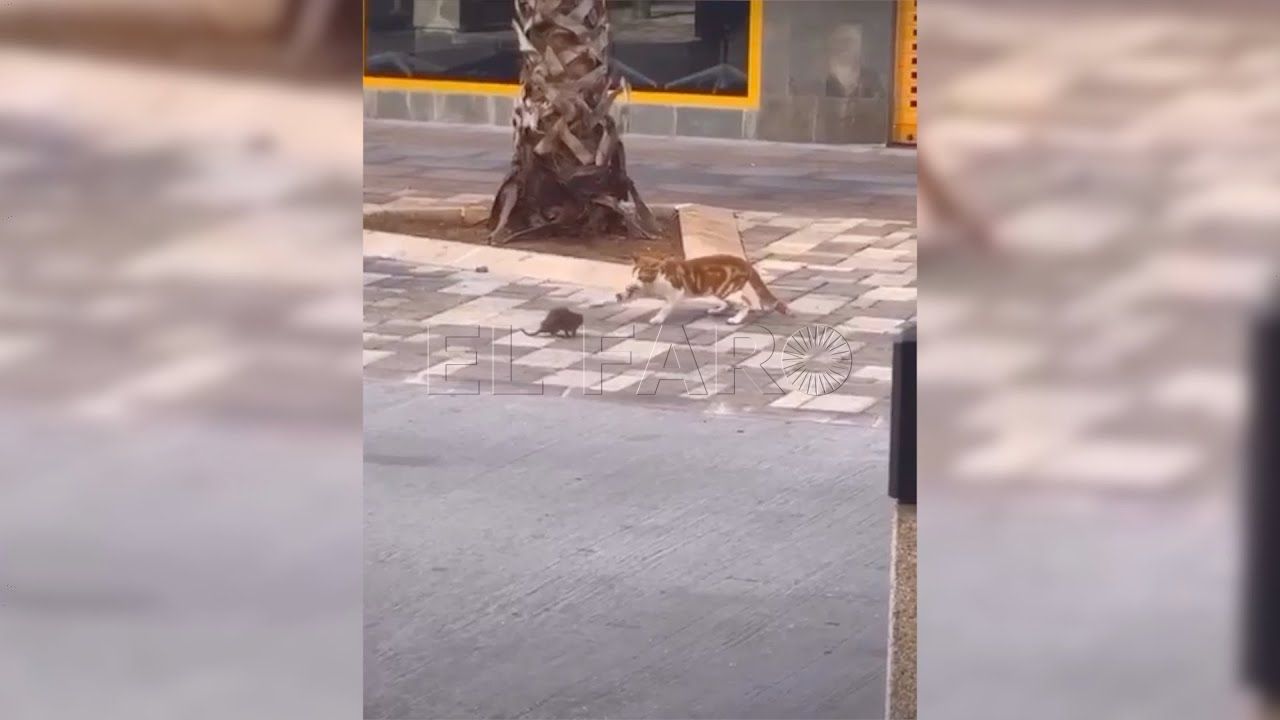 pelea entre una rata y un gato a plena luz del dia en melilla Pelea entre una rata y un gato a plena luz del día en Melilla