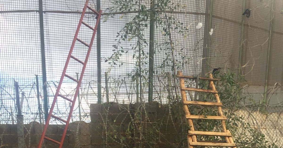 valla Entran a Melilla 15 inmigrantes marroquíes usando escaleras para saltar la valla