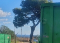 Árbol 1 Un camión parte la rama de un árbol en Aguadú