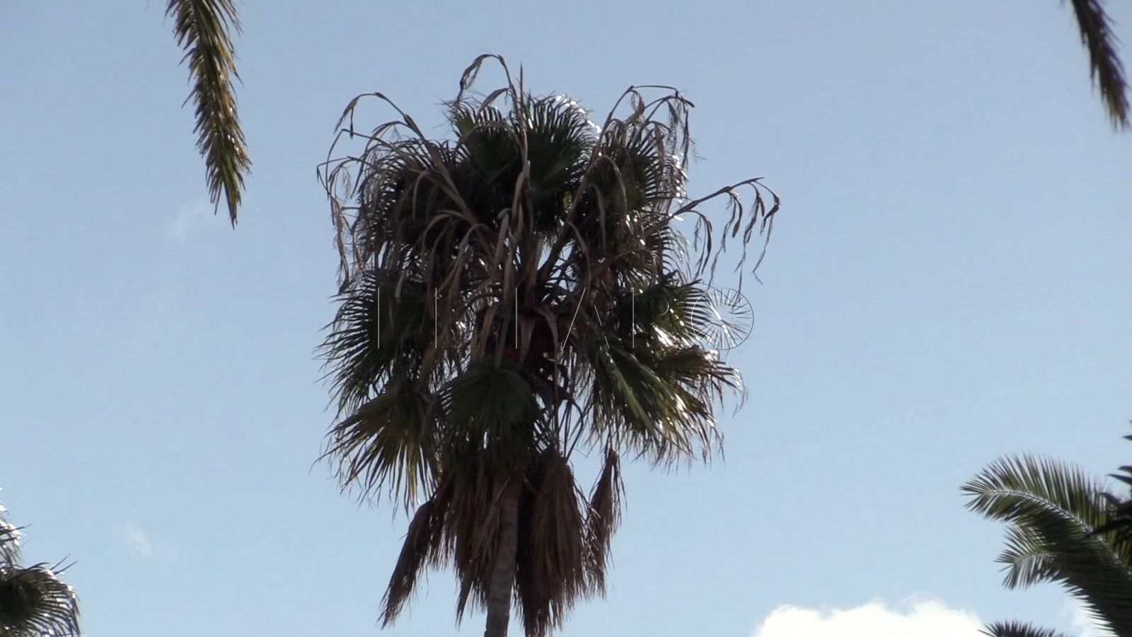 Palmera Previsión del tiempo en Melilla: lunes 6 de diciembre