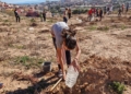 guelaya plantacion nano 2 Dos centenares de árboles y arbustos en la Cantera del río Nano de Melilla