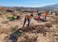 guelaya plantacion nano 8 Dos centenares de árboles y arbustos en la Cantera del río Nano de Melilla