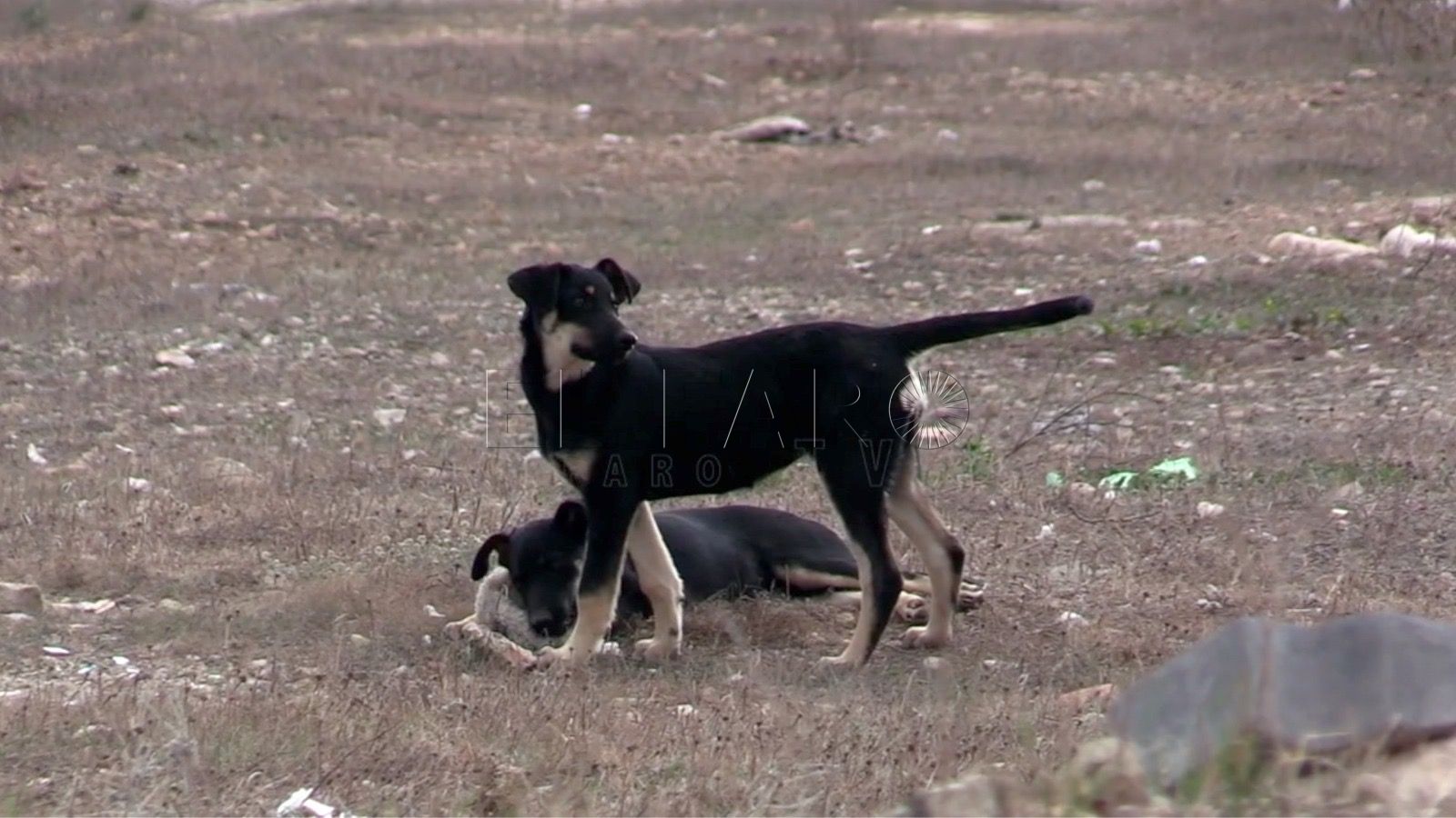 perros callejeros melilla Nuevo caso de rabia animal en Melilla, el primero de 2022