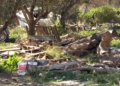viviendas circunvalacion7 Vecinos de la Circunvalación dicen que llevan años viviendo en esa zona de Melilla