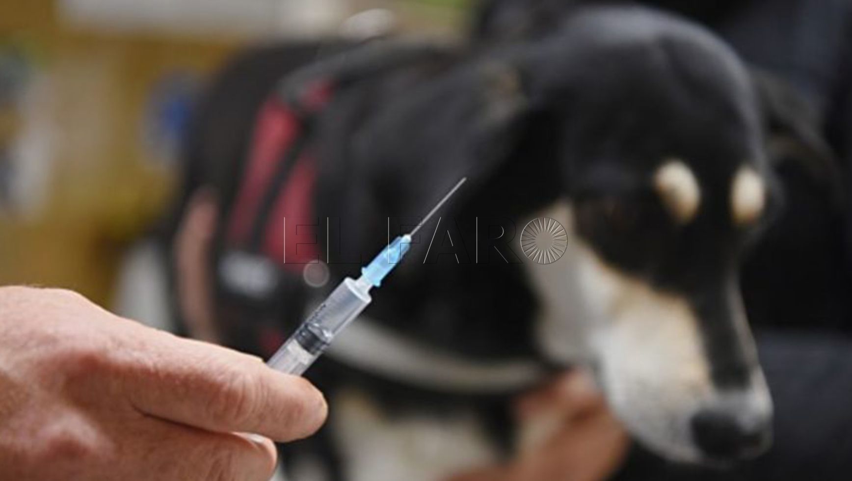 7 1 Maeso pide a la Policía Local que exija el calendario de vacunas a quien pasee a su perro en Melilla