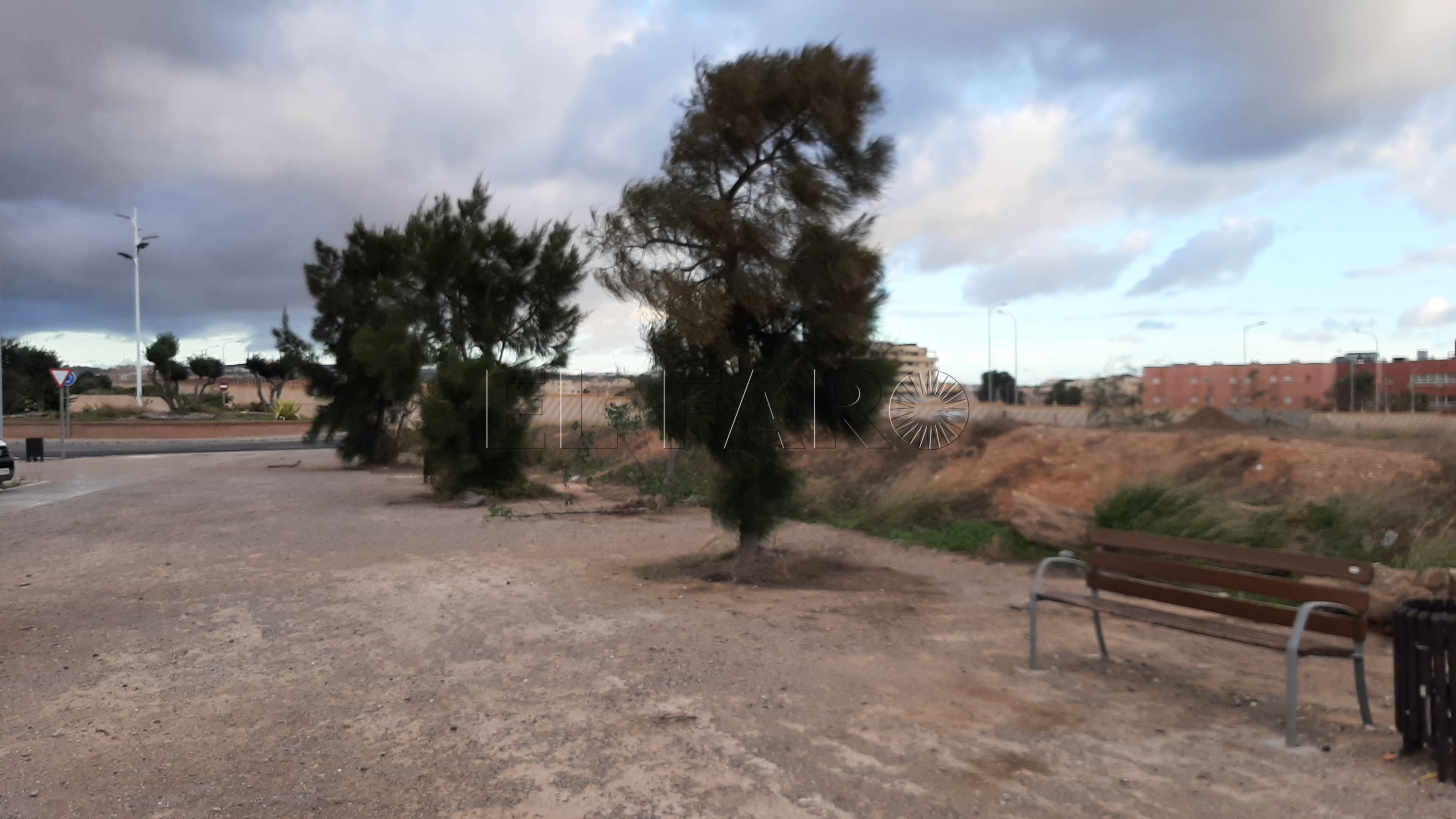 Arbolado3 Ecologistas temen por el arbolado de la zona donde se construye la Protectora de Animales de Melilla