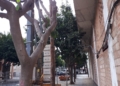 Árboles retirados Retiran cuatro ficus de una acera para no molestar a las ventanas de un nuevo edificio