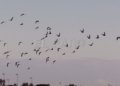 Censo de aves 02 Censo de aves invernantes en Melilla: "Nuestro medio ambiente es pequeño, pero rico"