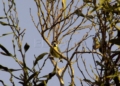 Censo de aves 04 Censo de aves invernantes en Melilla: "Nuestro medio ambiente es pequeño, pero rico"