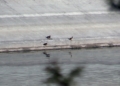 Censo de aves 09 Censo de aves invernantes en Melilla: "Nuestro medio ambiente es pequeño, pero rico"