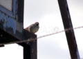 Censo de aves 10 Censo de aves invernantes en Melilla: "Nuestro medio ambiente es pequeño, pero rico"