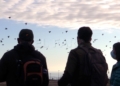 Censo de aves 11 Censo de aves invernantes en Melilla: "Nuestro medio ambiente es pequeño, pero rico"
