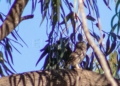 IMG 1776 Más de 30 especies entran en el censo de aves invernantes en Melilla