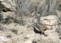 IMG 1813 Más de 30 especies entran en el censo de aves invernantes en Melilla