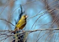 IMG 4518 Más de 30 especies entran en el censo de aves invernantes en Melilla