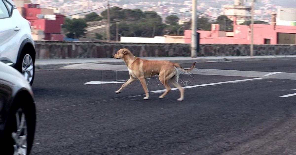 Perro La lentitud de las decisiones políticas en Melilla