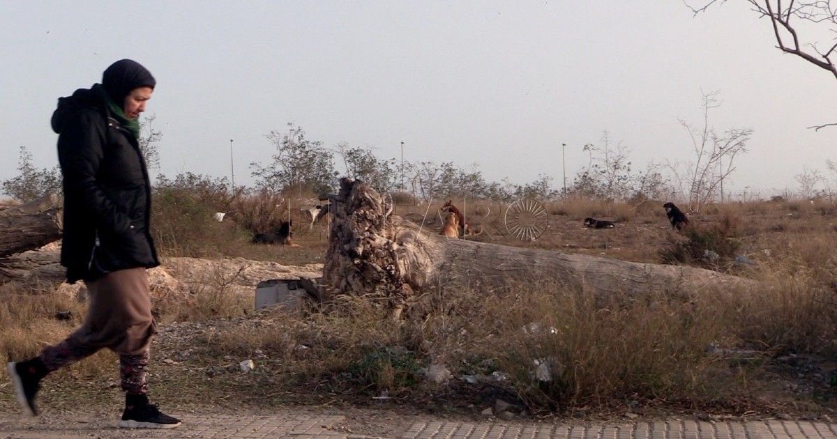 La situación de la rabia en Melilla es "comprometida"