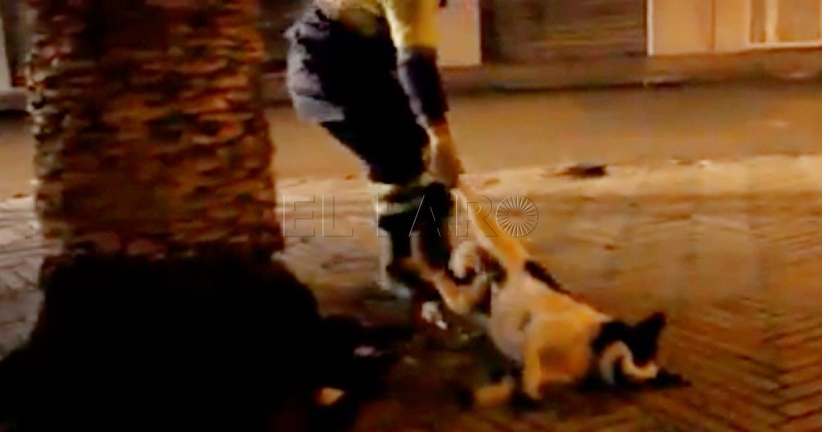 Vídeo Perros Denuncian la matanza a tiros de decenas de perros callejeros en Marruecos