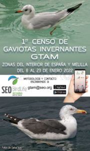 WhatsApp Image 2022 01 14 at 10.08.50 AM Melilla participará en el primer censo de gaviotas invernantes
