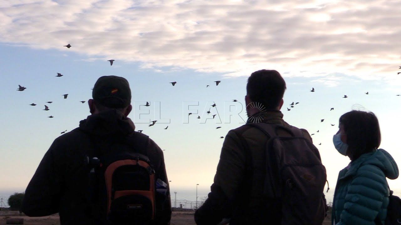arranca el censo de aves invernantes en melilla Censo de aves invernantes en Melilla: "Nuestro medio ambiente es pequeño, pero rico"