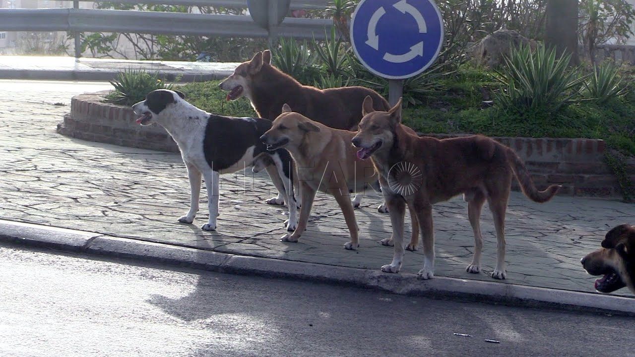 manadas de perros se cruzan en el camino de transeuntes y ciclistas de melilla Manadas de perros se cruzan en el camino de transeúntes y ciclistas de Melilla
