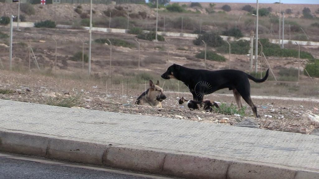 perro 1 El Colegio de Médicos de Melilla pide medidas “radicales de control animal” para contener la rabia