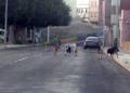 perro ssalvajes melilal 3 Manadas de perros se cruzan en el camino de transeúntes y ciclistas de Melilla