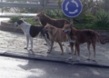 perros salvajes melilal 2 Manadas de perros se cruzan en el camino de transeúntes y ciclistas de Melilla