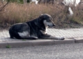 perros salvajes melilla Manadas de perros se cruzan en el camino de transeúntes y ciclistas de Melilla