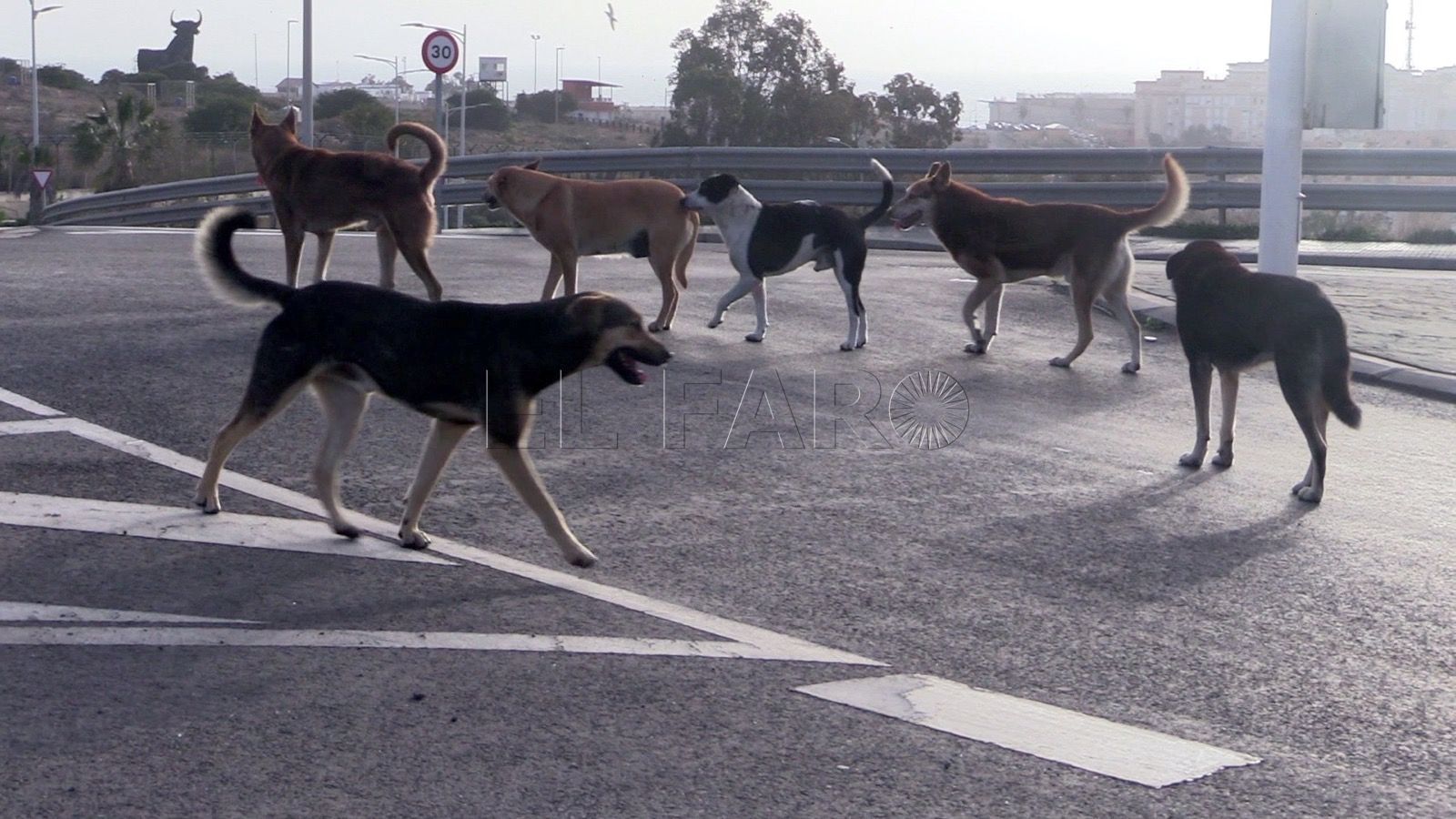 Vox Melilla denuncia el ataque de una manada de perros a una señora a primera hora de la mañana