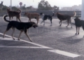 perros salvajes melilla 10 Manadas de perros se cruzan en el camino de transeúntes y ciclistas de Melilla