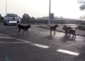 perros salvajes melilla 4 Manadas de perros se cruzan en el camino de transeúntes y ciclistas de Melilla