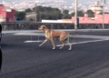 perros salvajes melilla 5 Manadas de perros se cruzan en el camino de transeúntes y ciclistas de Melilla