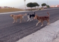 perros salvajes melilla 6 Manadas de perros se cruzan en el camino de transeúntes y ciclistas de Melilla