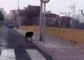perros salvajes melilla 8 Manadas de perros se cruzan en el camino de transeúntes y ciclistas de Melilla