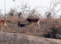 perros salvajes melilla7 Manadas de perros se cruzan en el camino de transeúntes y ciclistas de Melilla