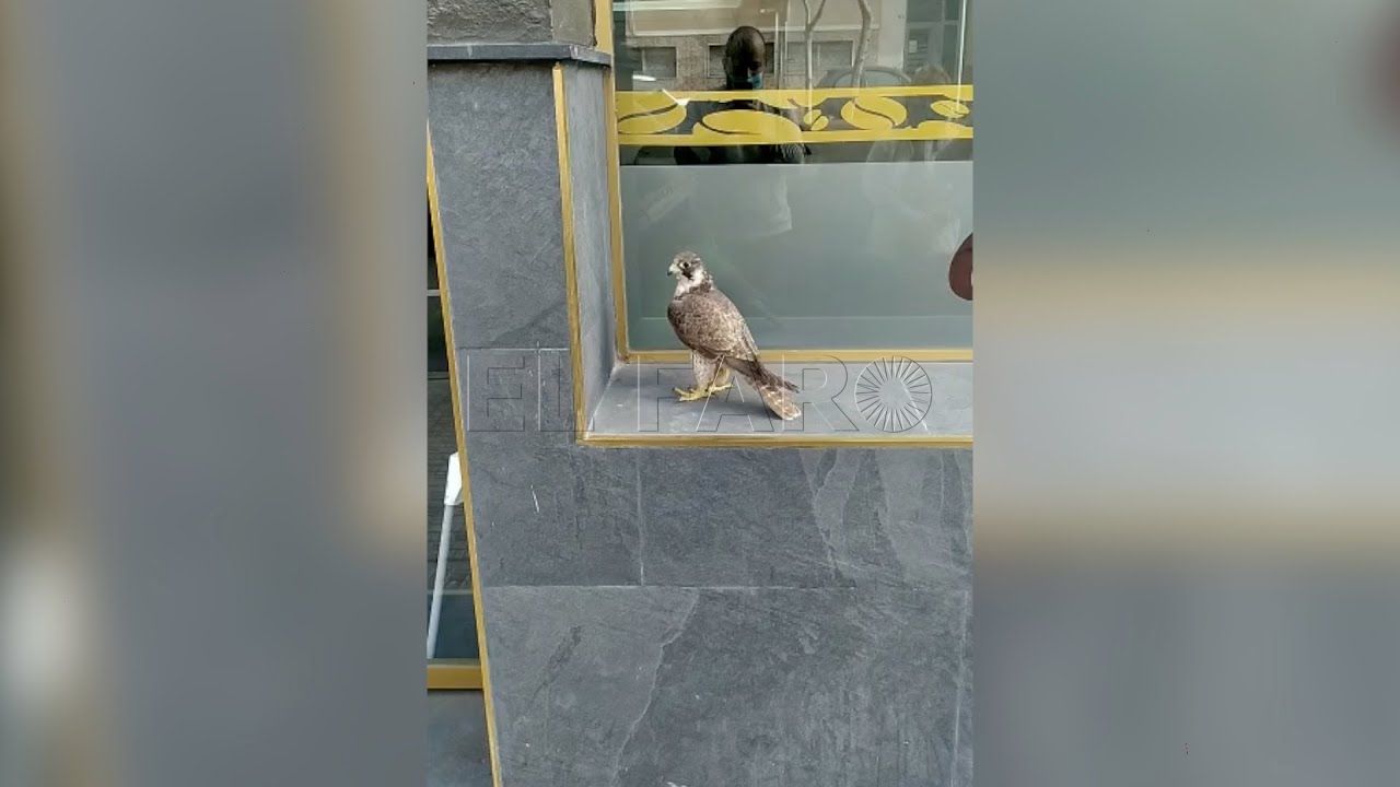 seo birdlife pide un centro de recuperacion de especies en melilla para las aves que aparecen heridas SEO Birdlife pide un centro de recuperación de especies en Melilla para las aves que aparecen heridas