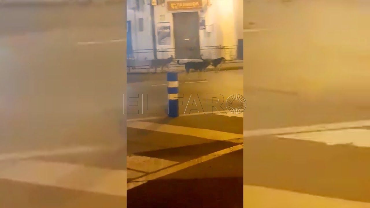 un manada de perros callejeros pasea por el centro de melilla Un manada de perros callejeros pasea por el centro de Melilla