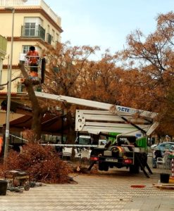 1 1 Denuncian una nueva tala de árboles, ésta vez en El Real