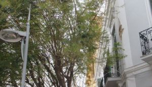 111 Obras paradas en dos calles del centro hasta saber qué se hace con los árboles