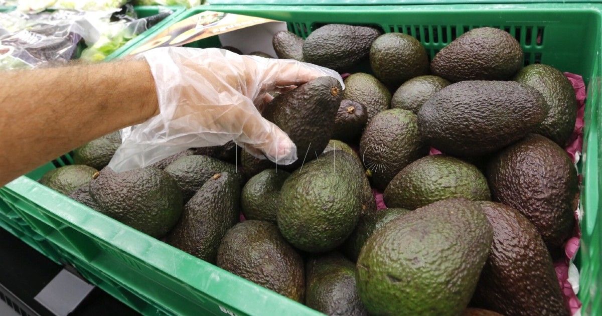 Aguacate Mercadona prevé comprar 8.400 toneladas de aguacate de origen español