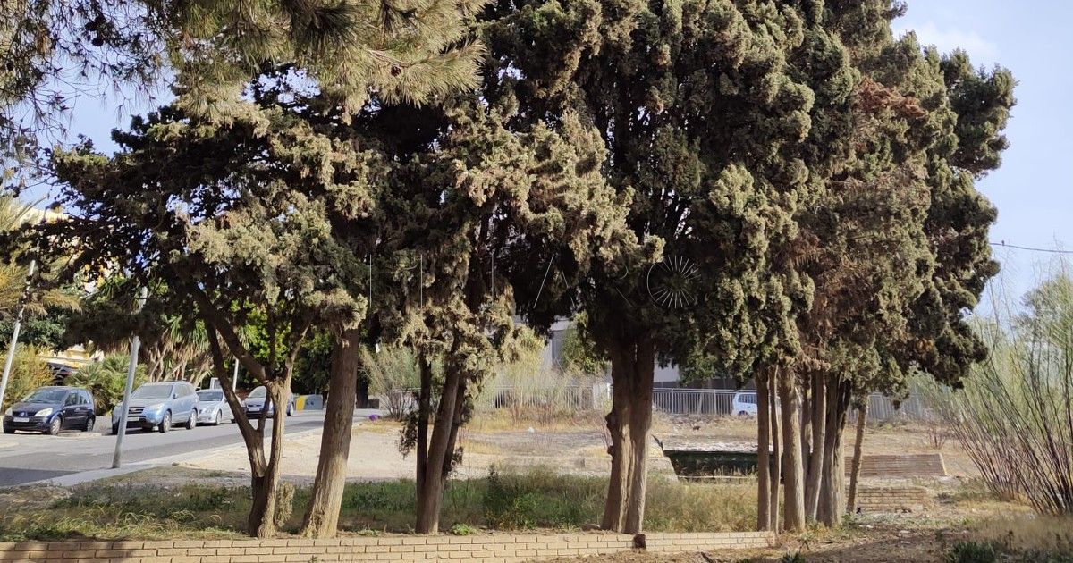 Arbolado 1 Ecologistas llevan ante el juez un tema medioambiental de Melilla