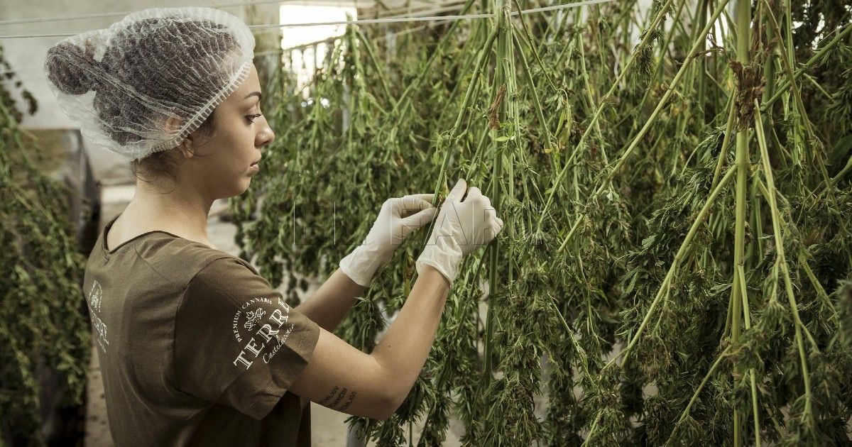 Cannabis Marihuana, el antídoto marroquí contra la pobreza