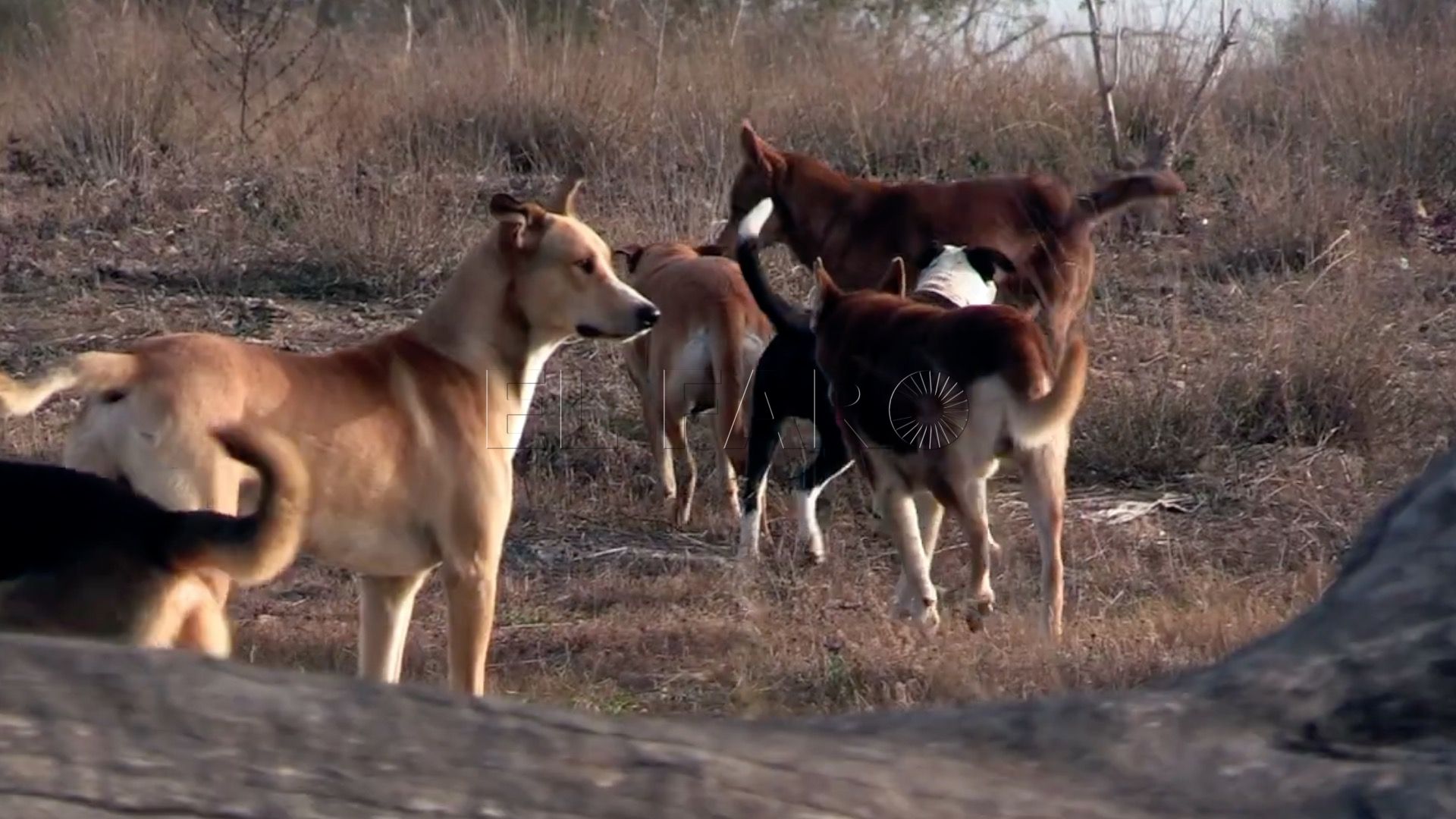 Confirmadas cinco personas mordidas por un perro sospechoso de rabia en Melilla Salud Pública confirma que el perro que mordió a cinco personas era positivo en rabia