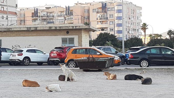El brote de rabia en Melilla no se veía en España desde 1950