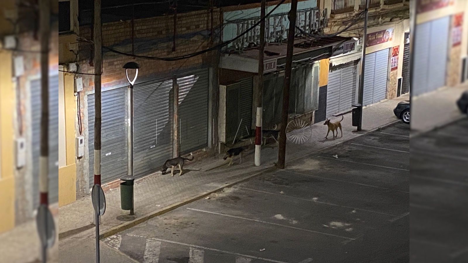 Perros vagabundos siguen deambulando por las calles del centro de Melilla Perros vagabundos siguen deambulando por las calles del centro de Melilla