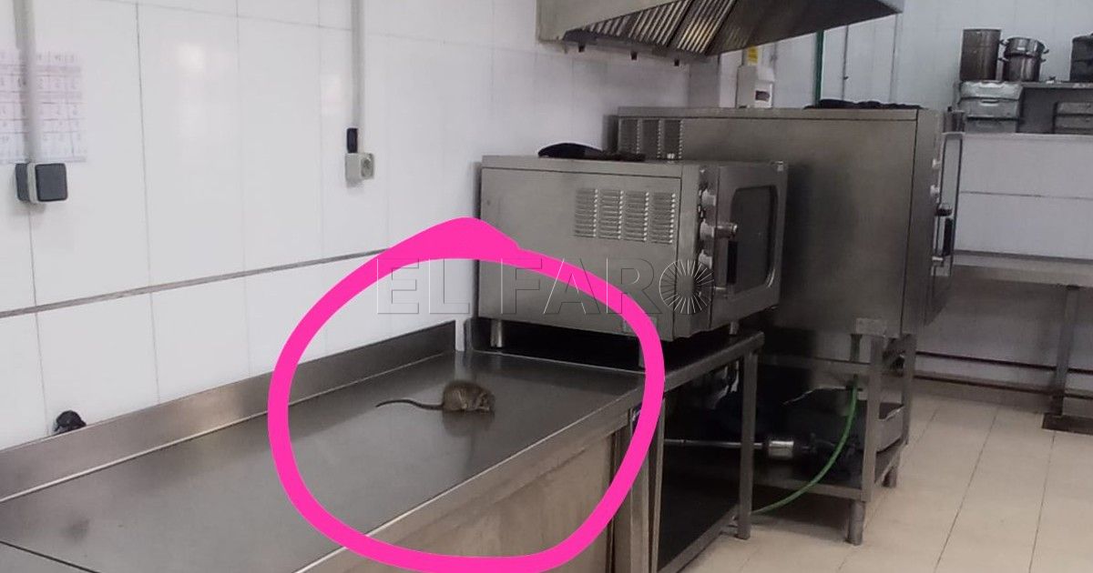 Rata en la cárcel de Melilla Pillan a una rata en la cocina de la cárcel de Melilla