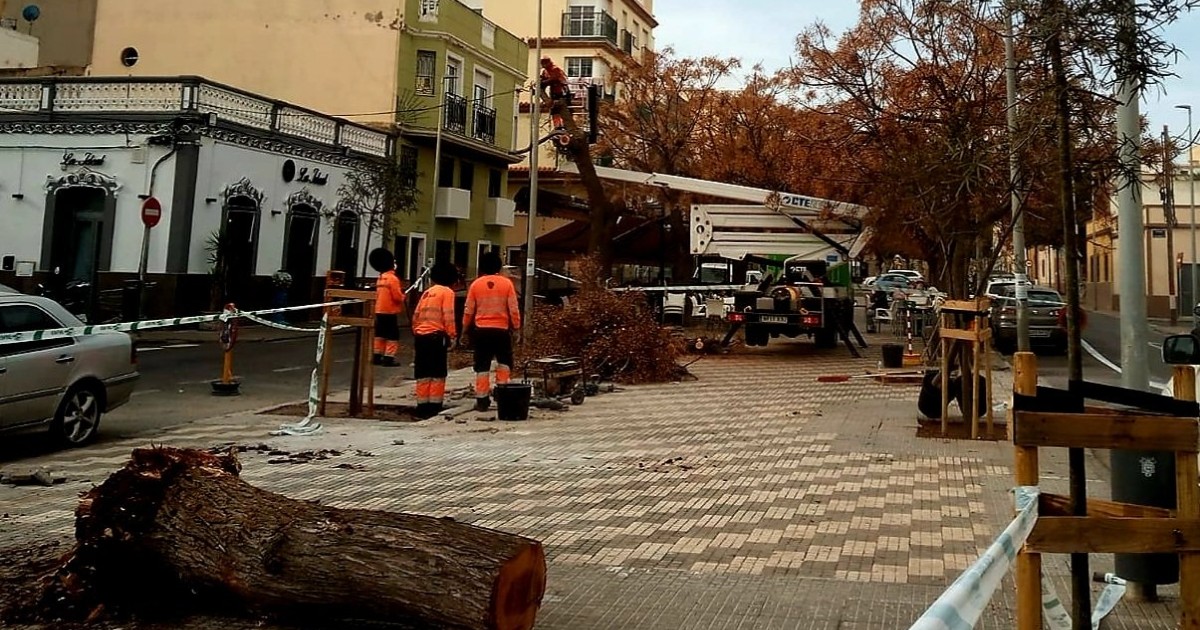 Denuncian una nueva tala de árboles, ésta vez en El Real