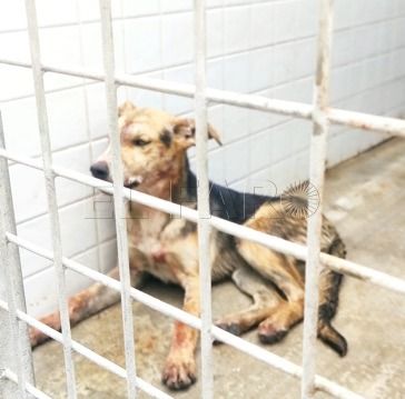 WhatsApp Image 2022 02 21 at 16.37.31 Un perro sospechoso de rabia muerde a varias personas en el Hipódromo, El Real y el Polígono del Sepes